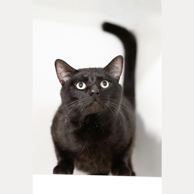 Photo of Slinky
