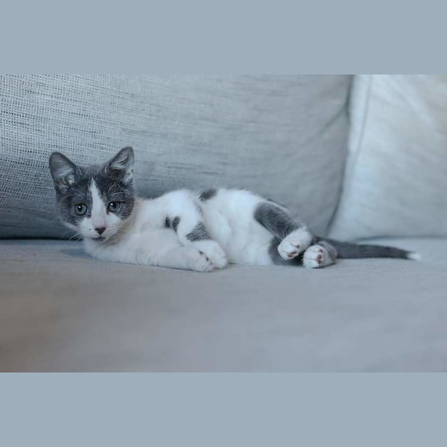 Photo of Smidge