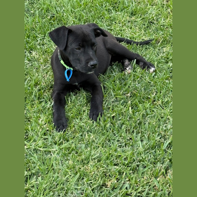 Photo of Whiskey