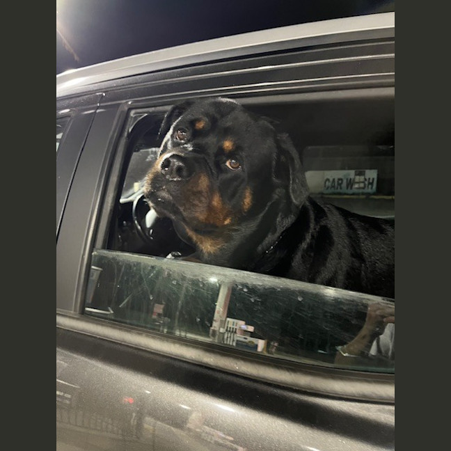 Photo of Bruno