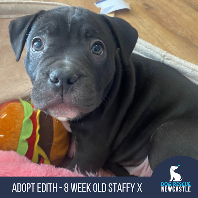 Photo of Edith   8 Week Old Staffy X