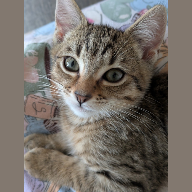 Photo of Pickle