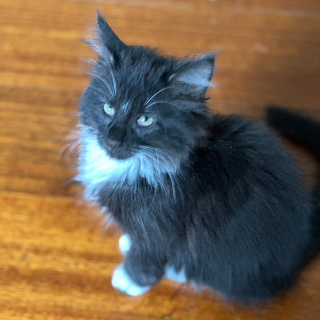 Photo of Suzi Fourarms