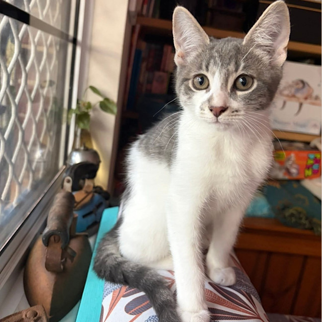 Photo of Havarti