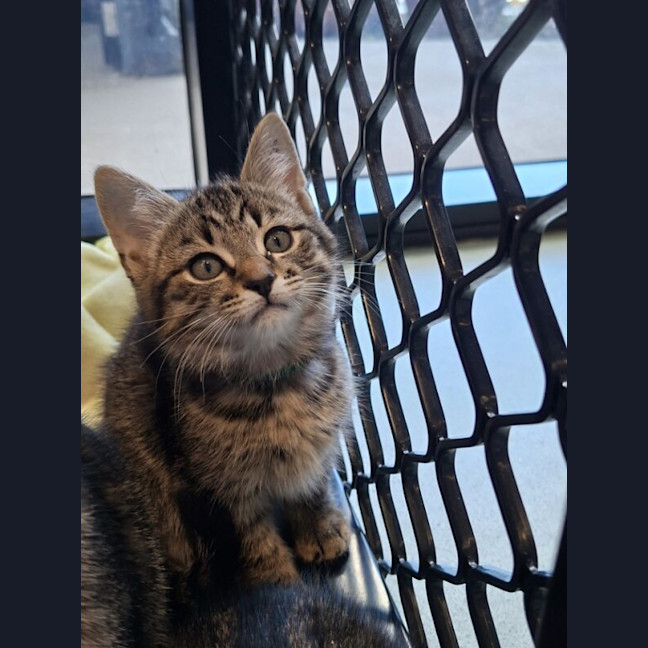 Photo of Tommy