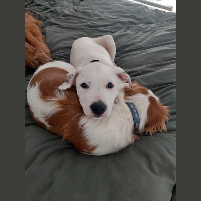 Photo of Galahad