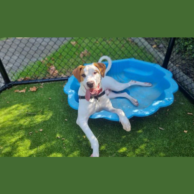 Photo of Dozer