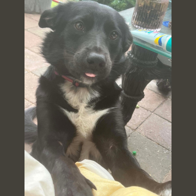 Photo of Augustus May Who