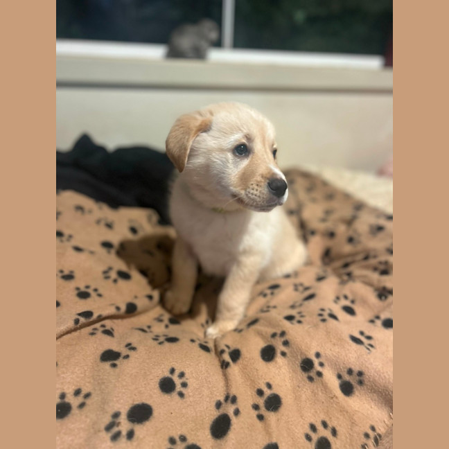 Photo of Rovito