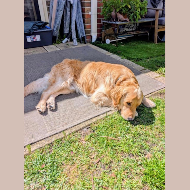 Photo of Toby