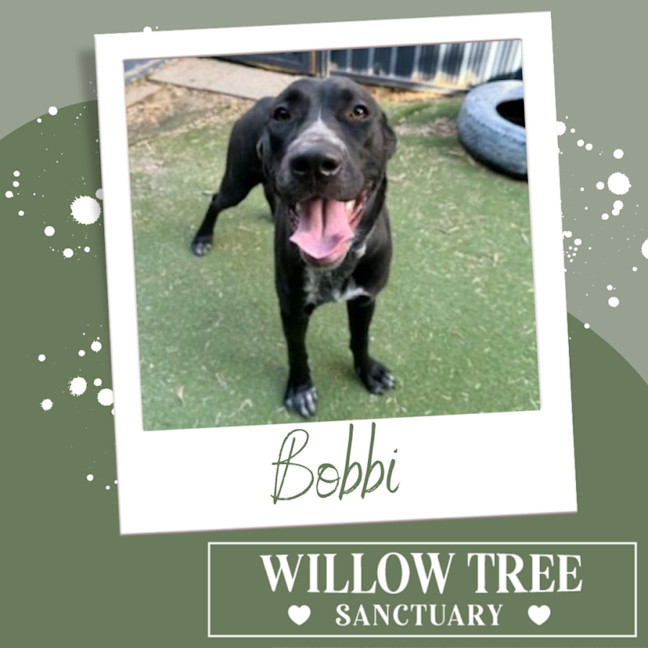Photo of Bobbi