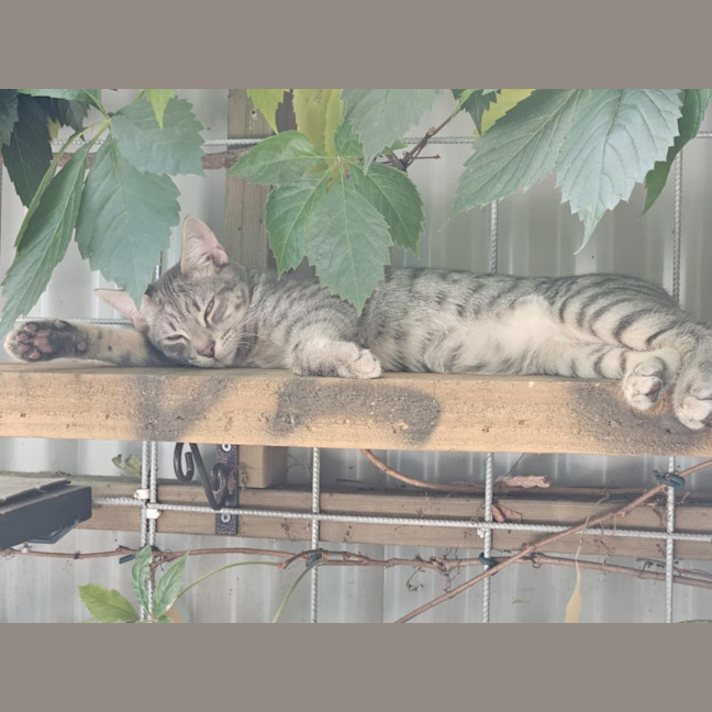 Photo of Pitt ** 2nd Chance Cat Rescue**