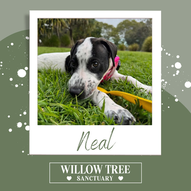Photo of Neal