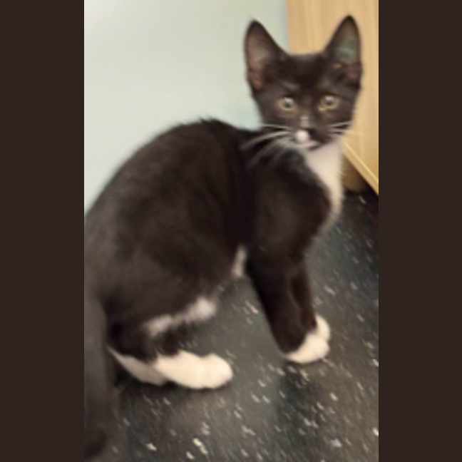 Photo of Madame Foster 