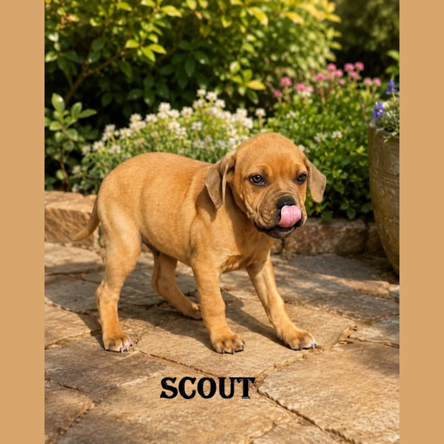 Photo of Scout
