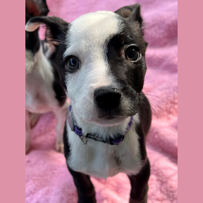 Photo of D1143 Marvin