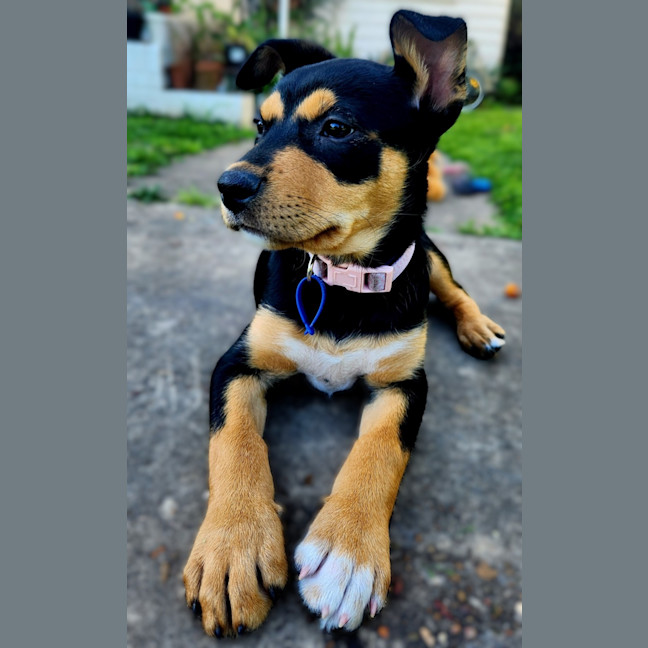 Photo of Gretel   11 Week Old Kelpie X (Trial)