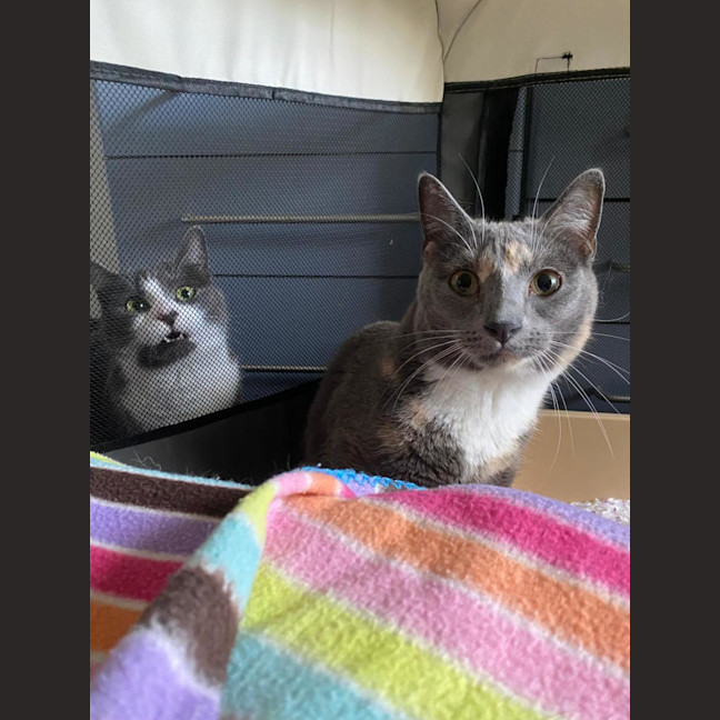 Photo of Pippa