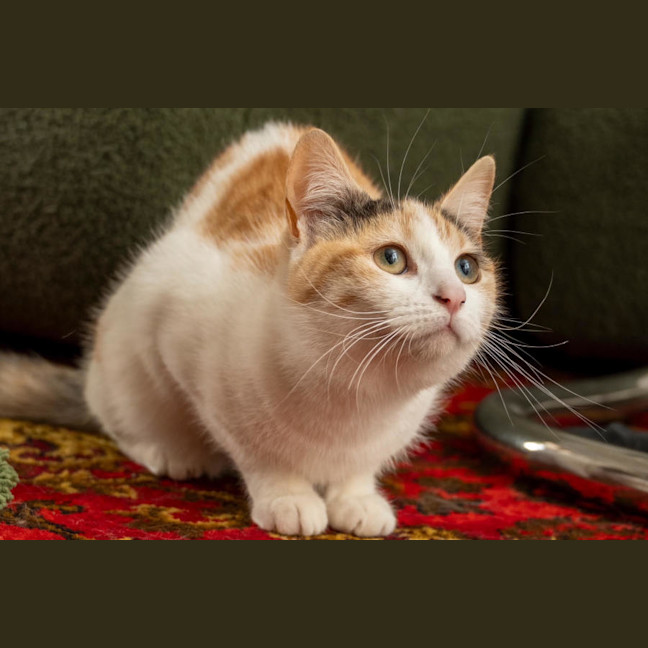 Photo of Ginger Bit