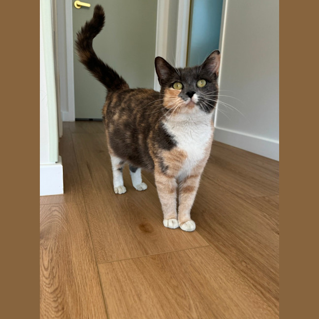 Photo of Popcorn Or "Poppy"