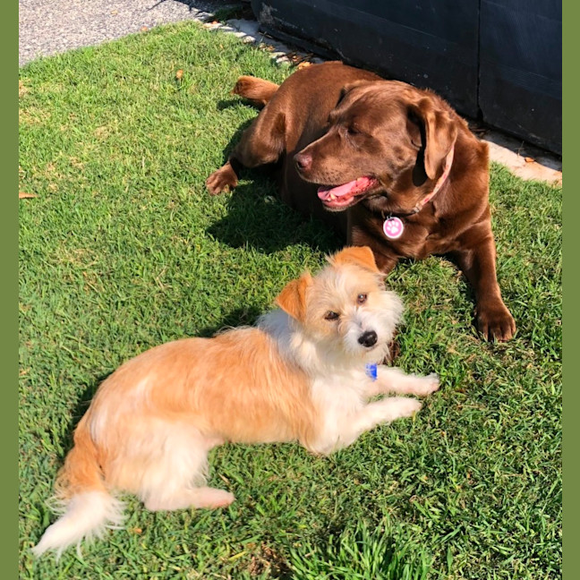 Photo of Luisa   19 Month Old Jack Russell X (Trial)