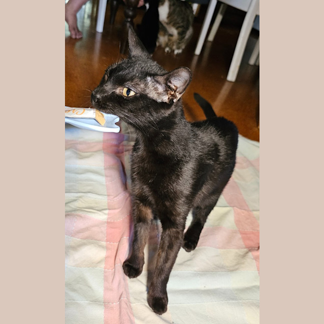 Photo of Melody