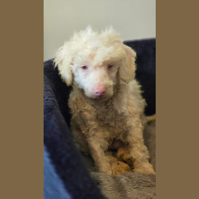 Photo of Crumpet