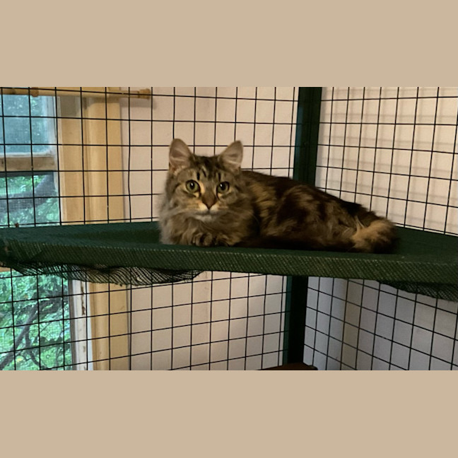 Photo of Bubbles / Buttercup