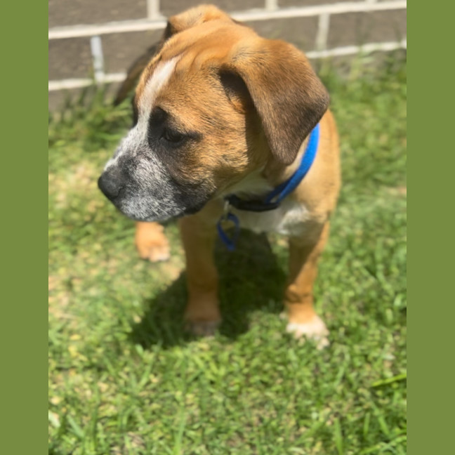 Photo of Oscar   10 Week Old Cattle Dog X Mastiff (Trial)