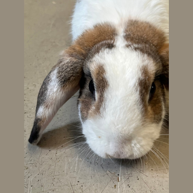 Photo of Stella