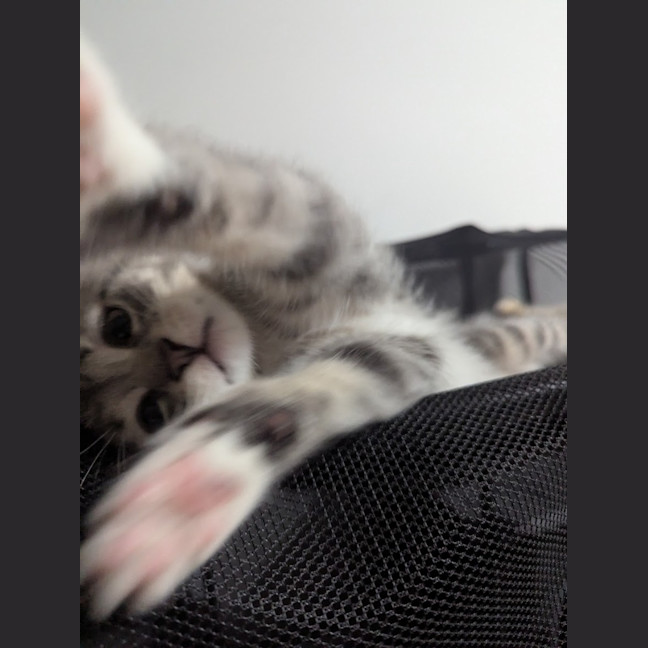 Photo of Mittens Clowder