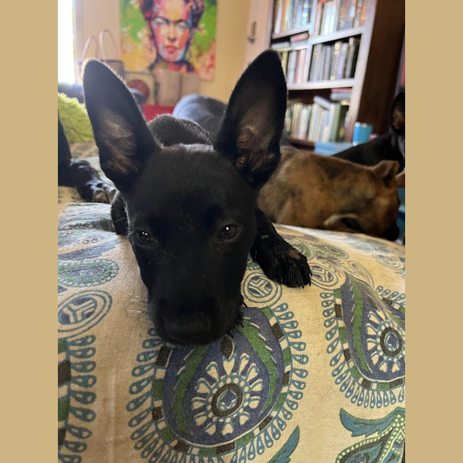 Photo of Skinny Marie (Evie)