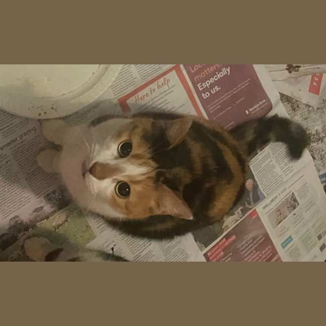 Photo of Talulah 