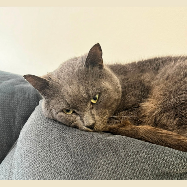 Photo of Percy