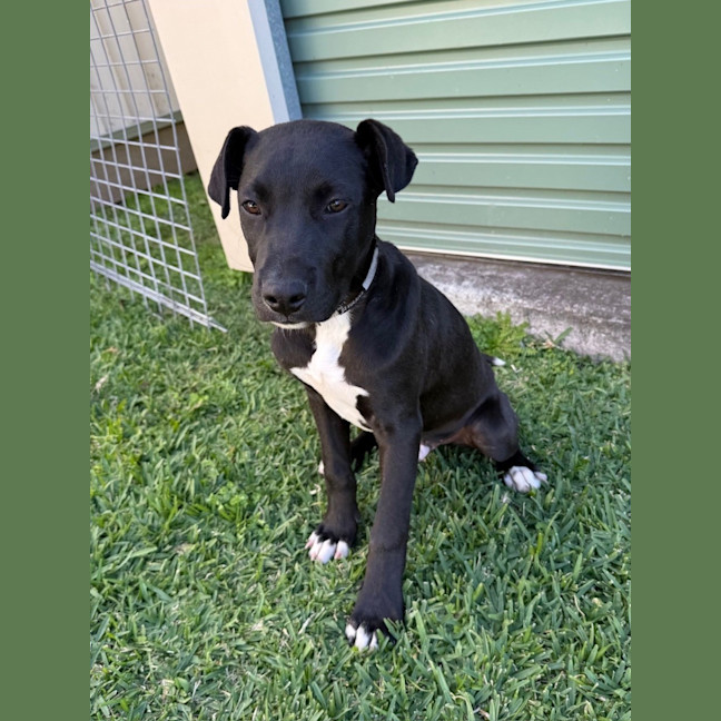 Photo of Guiness