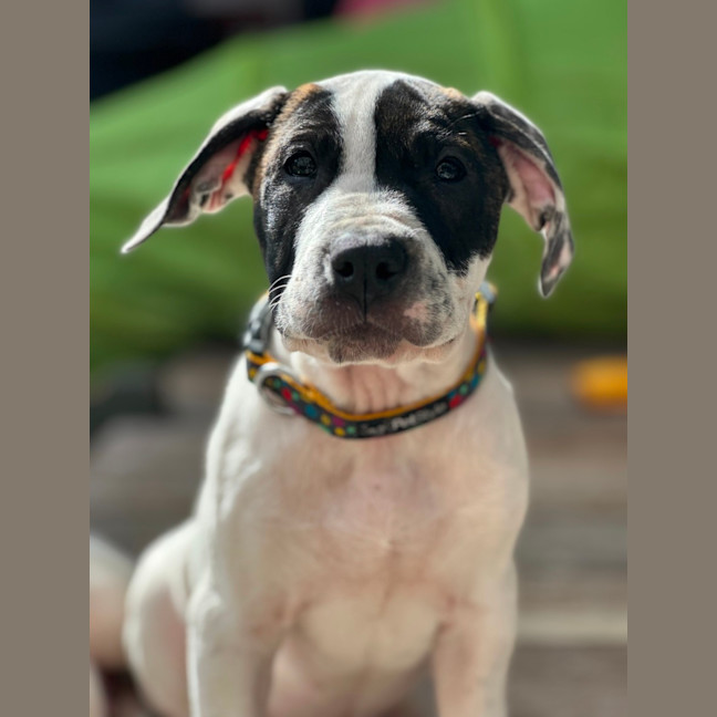 Photo of Bazoo
