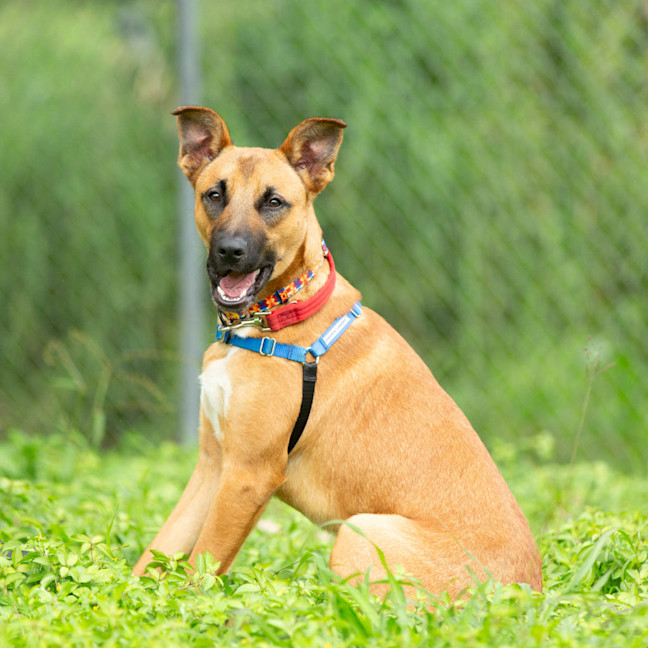 Photo of Roscoe