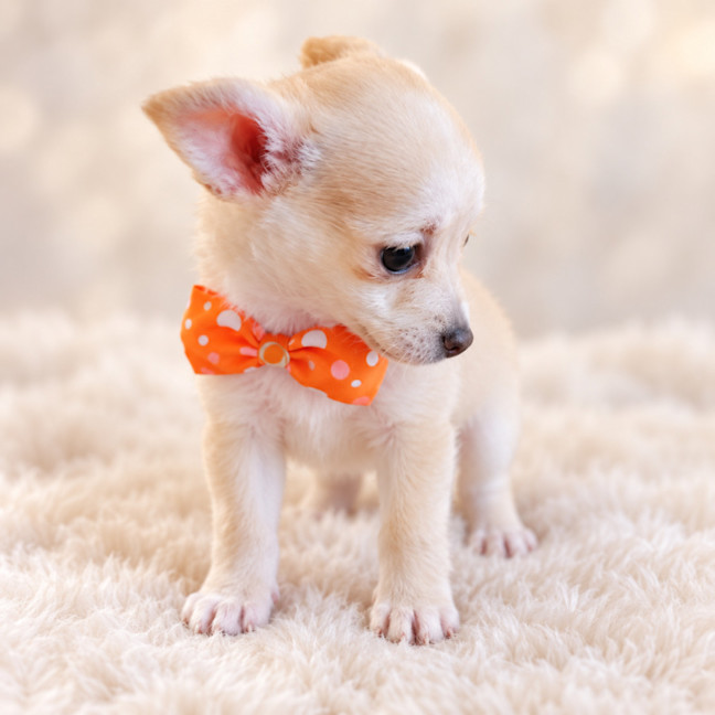 Photo of Tyke