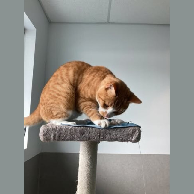 Photo of Owen