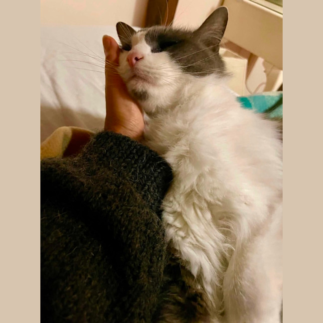Photo of Cuddles