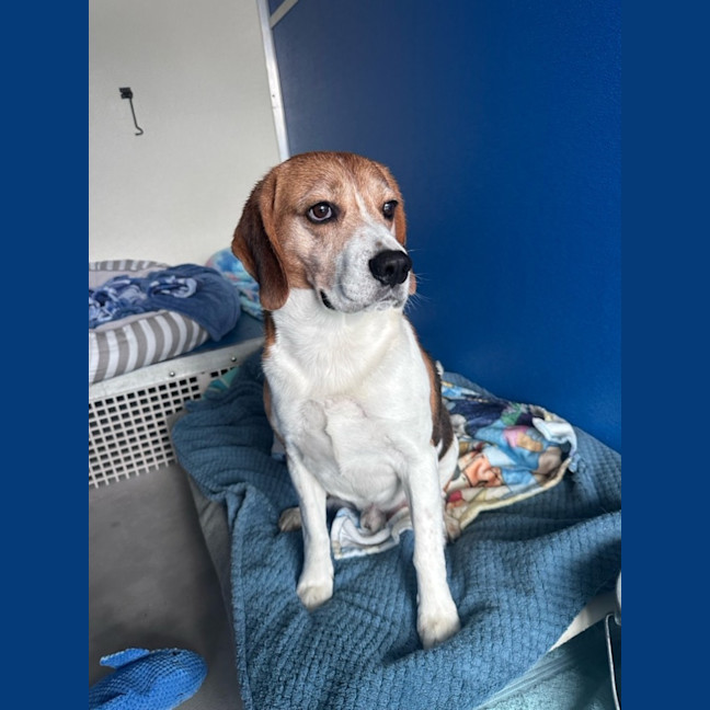 Photo of Scout