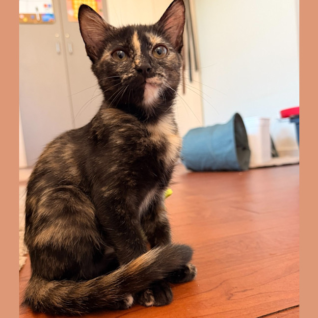 Photo of Figgi