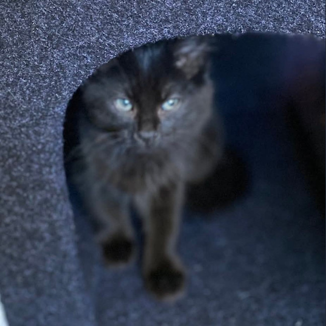 Photo of Jazz