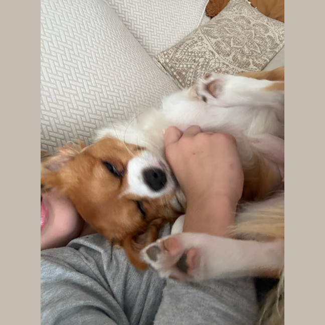 Photo of Tucker