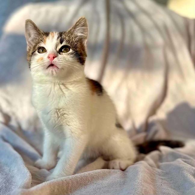 Photo of Lady Lamington   In Foster Care In Bentleigh
