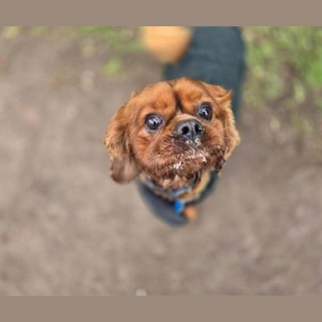 Photo of Toby