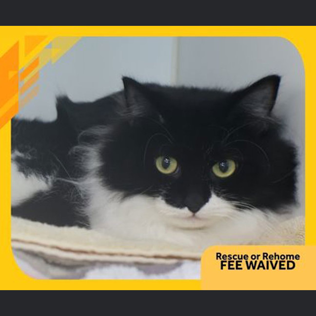 Photo of Bluebell