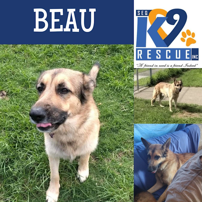 Photo of Beau