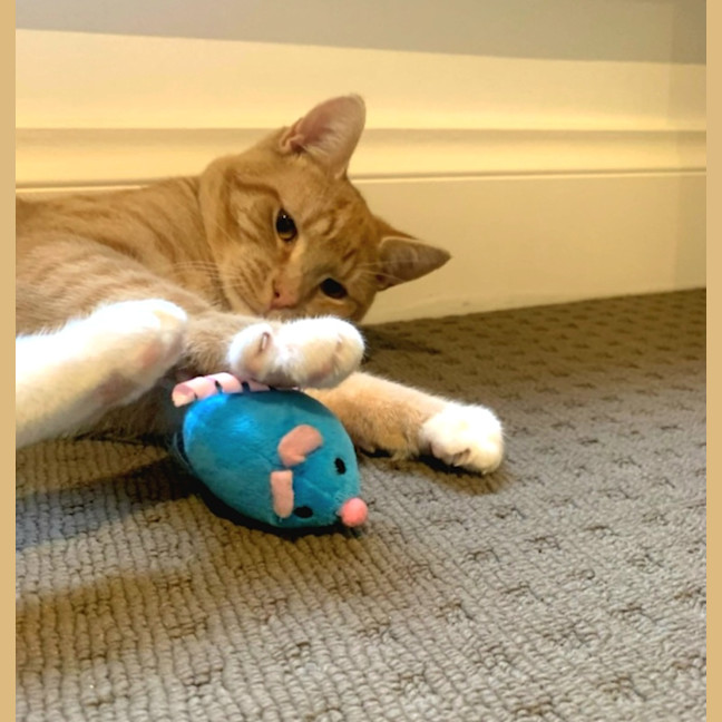 Photo of Sammy