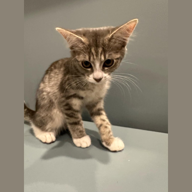 Photo of Mort Meet Me @Petstock Mornington Nepean Hwy 